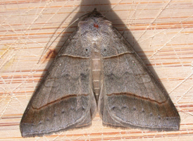 Texas Mocis